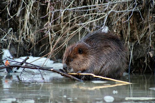 Beavers, Flooding, and Us